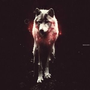 Meet your Posher, Donovan